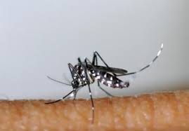 Ovitraps are also used to monitor the yellow fever mosquito aedes aegypti. Zo Gevaarlijk Of Net Niet Is De Aziatische Tijgermug Het Nieuwsblad Mobile