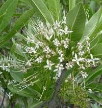 Image result for Pavetta gardeniifolia