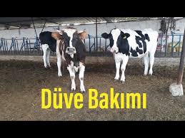 Hayvan Pazari Holstein Melezi 1 Yasinda Duve Fiyati Balikesir Youtube
