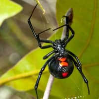 Do people live in new york. Spiders In Nj Archives Chemtec Pest Control