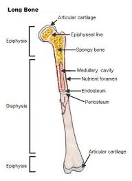 seer training classification of bones