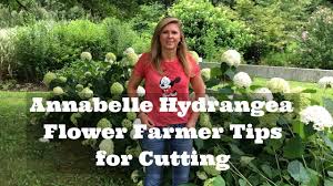 Later the hydrangea flower is becoming firmer and riper. Annabelle Hydrangea Flower Farmer Tips For Cutting Youtube