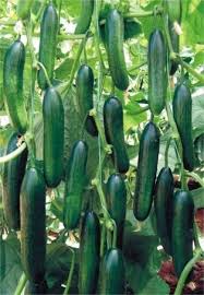 SÜPER PAKET 200 ADET ERKENCİ BOL VERİM SIRIK SALATALIK TOHUMU ...