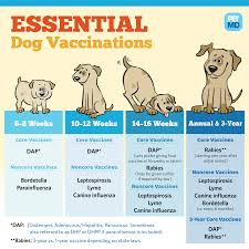 How do you know if your dog will survive parvo? Puppy Vaccinations You Need To Know Petmd