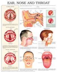 29 Best Ent Ears Nose Throat Images Ear Anatomy Throat