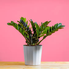 Image result for Afrosolen zambeziacus