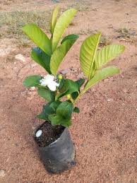 Guava is enjoyed in jelly, juice, pastries and a multitude of other recipes. Taiwan Pink Guava With Fruits Bonsai Plants Nursery