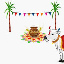 Ramadan colouring pages featuring muslim children, muslim family and mosque colouring pages. 10 Mattu Pongal Ideas Mattu Pongal Cow Coloring Pages Farm Animal Coloring Pages