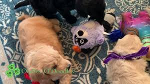 Check spelling or type a new query. F1 English Goldendoodles