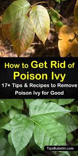 Check spelling or type a new query. 17 Smart Ways To Get Rid Of Poison Ivy For Good