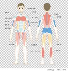 The back muscles are skeletal muscles. Illustration Of Male Whole Body Muscles Seen Stock Illustration 73425645 Pixta