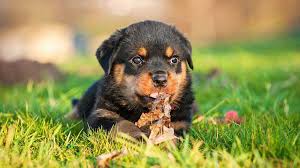 Mua chó Rottweiler con