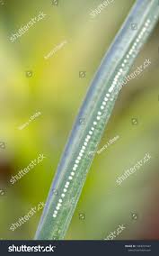 Image result for phytomyza gymnostoma