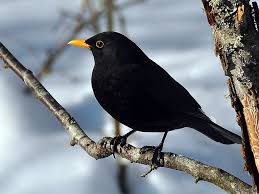 Black Bird With Black Beak Uk Gallery 20 Common British Birds Black Bird Common British Birds Bird Pictures