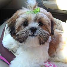 This haircut matches your dog's personality splendidly. Pin On Dog Stuff