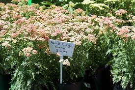 Maybe you would like to learn more about one of these? July Mid Summer At The Garden Center Goffle Brook Farms