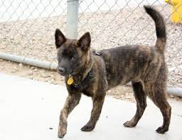 Known as the tiger dog, the kai ken is noble, athletic and brave. Kai Ken Info Temperament Puppies Pictures