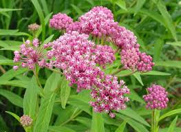 Asclepias Incarnata Swamp Milkweed Pollinator Plants Asclepias Incarnata