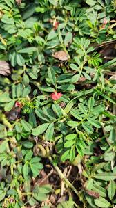 Image result for Indigofera circinella