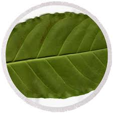 Image result for Coffea sp. A