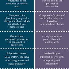 Pdf Home Science Biology Cell Biology Difference Between Nucleotide And Nucleic Acid Difference Between Nucleotide And Nucleic Acid Main Difference Nucleotide Vs Nucleic Acid