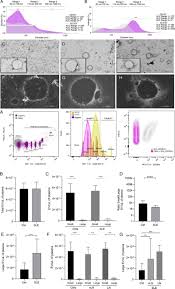 Enedina Jimenez Cardoso