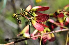 Image result for Heteropterys glabra