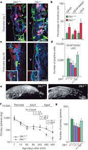 Postnatal Loss Of Dlk1 Imprinting In Stem Cells And Niche Astrocytes Regulates Neurogenesis Nature