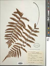 Image result for Arthropteris anniana
