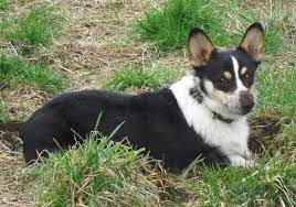 Adopt a corgi near you in washington. Corgi Puppies For Sale Washington