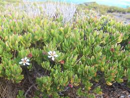 Image result for Pemphis