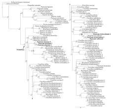 Image result for Panicum trichocladum