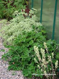 Image result for Pelargonium domesticum round-leaved bushy