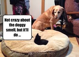 The bed provides a sense of security and comfort. Um It S Not For Sale I Has A Hotdog Dog Pictures Funny Pictures Of Dogs Dog Memes Puppy Pictures Doge