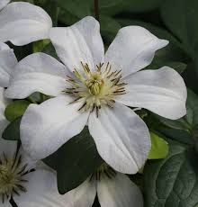 Plant the top of the root ball 8cm below the soil surface. Robuste Waldrebe Huldine Clematis Viticella Huldine