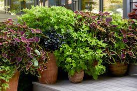 We did not find results for: How To Grow Coleus Garden Gate