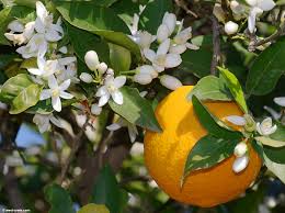 We did not find results for: Citrus Sinensis Sweet Orange