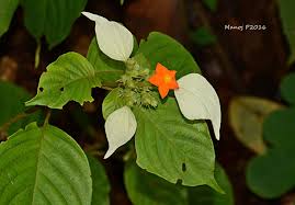 Image result for Mussaenda frondosa