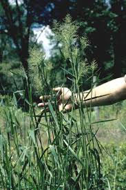 Image result for Dichapetalum rhodesicum