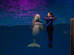 After five years someone starting after february 1st, 2011 can expect to make $18 to $21 per hour (it is slig… A Chat With A Georgia Aquarium Dolphin Trainer Citypass Scrapbook