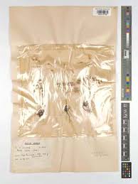 Image result for Napoleonaea septentrionalis