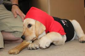It is an intelligent, calm, and energetic dog that loves to be the center of attention. The 4 Cutest Dog Halloween Costumes Ever