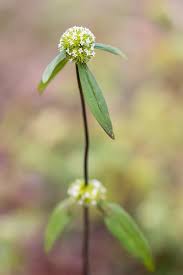 Image result for Mitracarpus