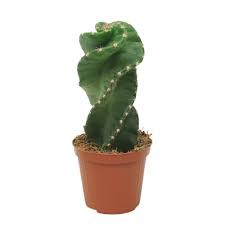 Image result for Cereus jamacaru