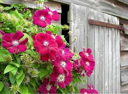 Clematis ernest markham from www.gardensplendor.com is a very fine self climbing vine that carries masses of large bright red flowers in early summer and. Clematis Hybride Ernest Markham Magenta