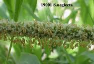 Image result for Setaria sphacelata