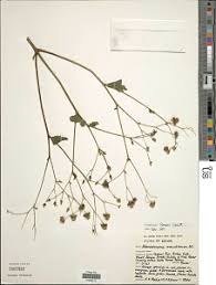 Image result for Coleotrype laurentii