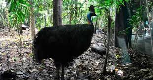 Daintree Rainforest Explore Wild Life Sydney Zoo Daintree Rainforest Rainforest Unique Animals