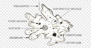 Lama dari sel hewan karena sel tumbuhan memiliki kelebihan dibanding dengan. Amoeba Microscope Organisme Uniseluler Protista Diagram Tingkat Warna Teks Biologi Png Pngegg