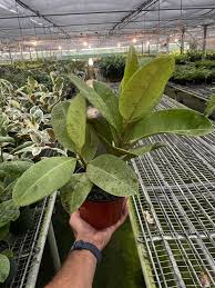 Image result for Ficus muelleriana